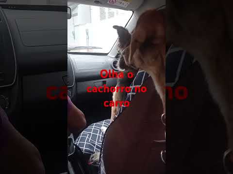 Cachorro no carro