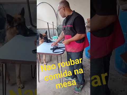 Comportamento na mesa