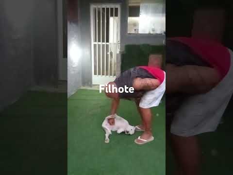 Treino de filhote
